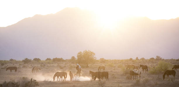 istock Wild Horses of Maricopa 2195115456