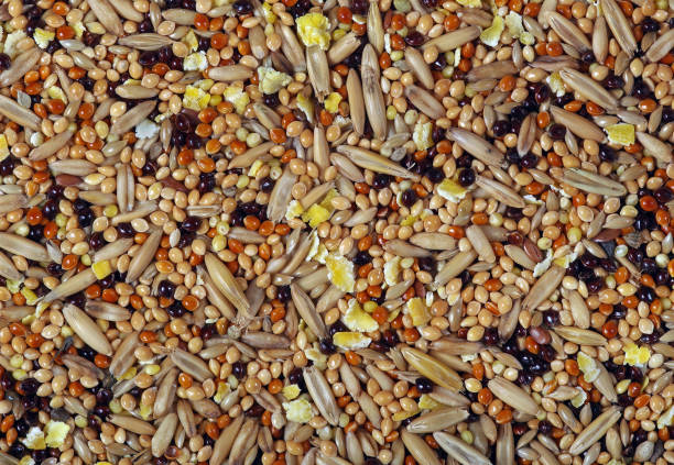istock budgies food texture background. bird cereal seed mixture 2195115785