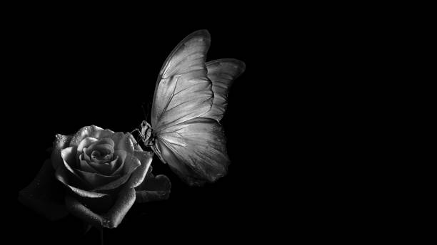 istock topical morpho butterfly on a rose flower. black and white 2195115818