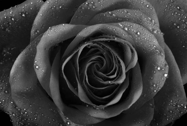 istock rose flower in water drops black and white close-up 2195115828