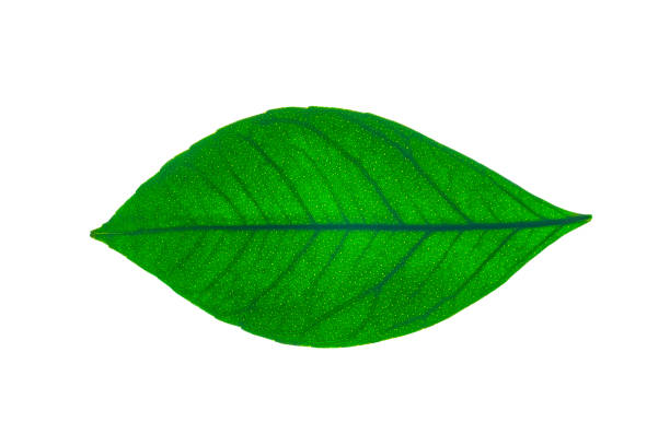 green leaf isolated on white background with clipping path