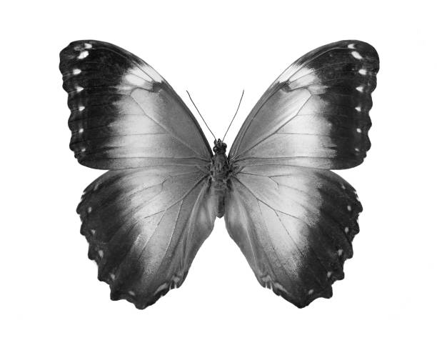 istock tropical morpho butterfly black and white isolated on white 2195116341