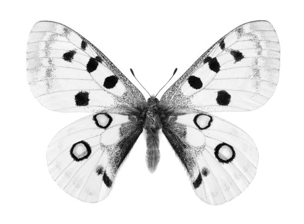 istock exotic apollo butterfly black and white isolated on white 2195116496
