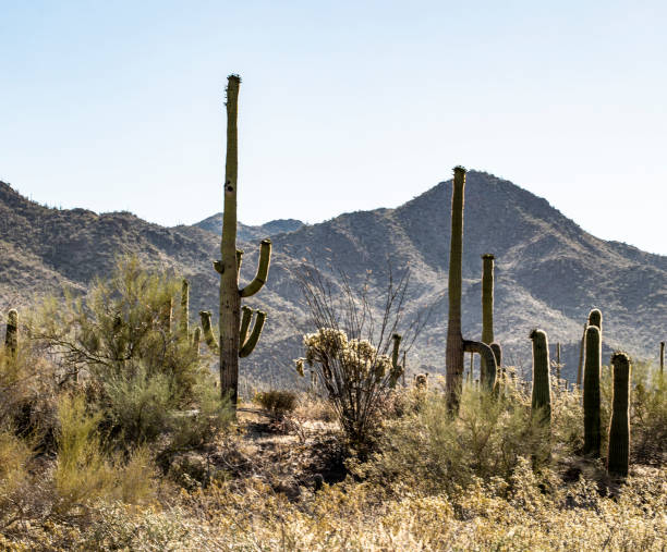istock Saguaro Cactus Landscape with Mountain Backdrop Under Sunny Sky 2195117148