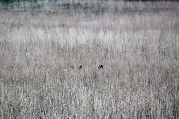 Two deer fawns hide in the high grass of a meadow at Yellowstone National Park, with only their ears visible to betray their presence.