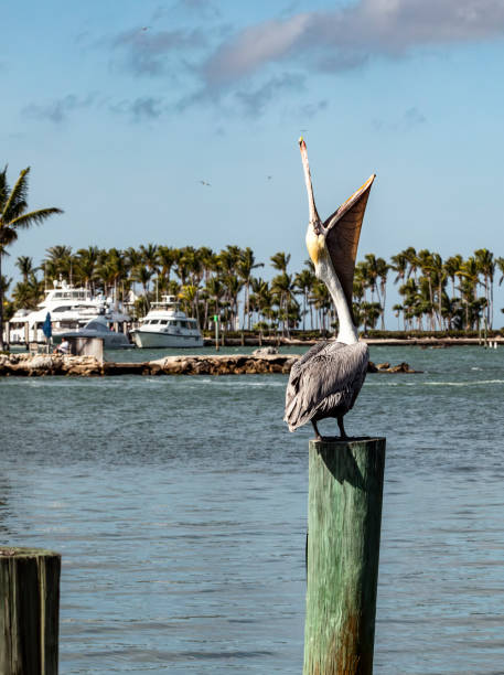 istock Brown Pelican Perched by Tropical Waterfront in Sunny Florida Keys 2195117297