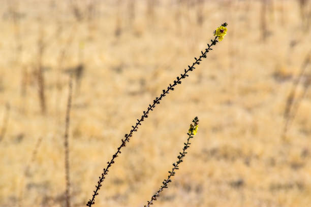 Two stems of Moth Mullein (Verbascum blattaria), which bloom from the bottom to the top, have nearly reached their terminal buds, signaling the nearing end of the season.