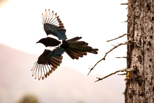 Magpie stay on blinds