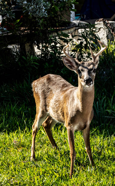 istock Wild Key Deer Grazing on Grass in Florida Keys Sunlit Backyard Scene 2195117616