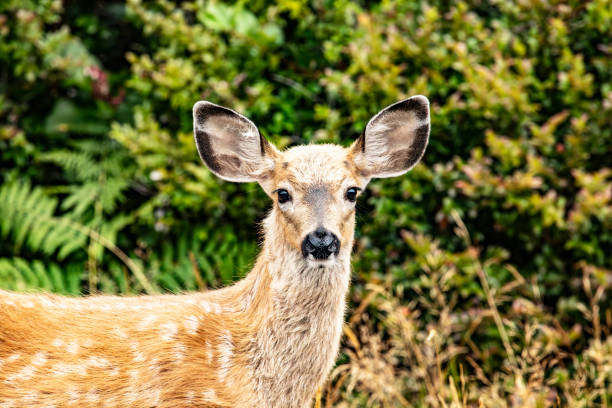 A close-up of a mule deer fawn standing amidst lush foliage, displaying its delicate features and alert expression.