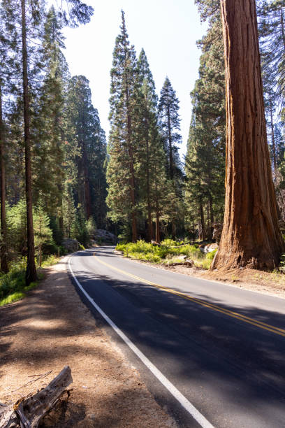istock Giant Sequoia Trees in Sequoia National Park 2195118107