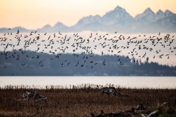 istock Flock of Birds in Flight Over Marshland With Distant Mountains 2195118775