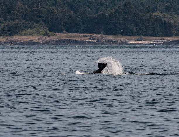 istock Orca Tail Splashes in Ocean Near Forested Shoreline Scenic View 2195118842
