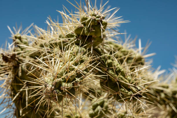 This is a photograph of a Cholla Cactus in the scenic landscape of the Superstition Mountains in Arizona, USA on a spring morning.