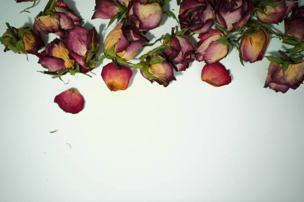 Colorful dried withered roses composition on white background.Copy space for text.