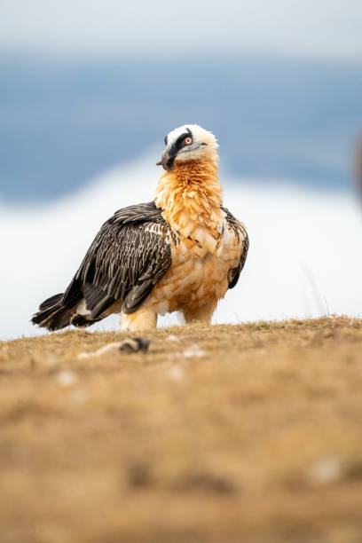 istock Bearded vulture (Gypaetus barbatus) photographed in Spain 2195120036