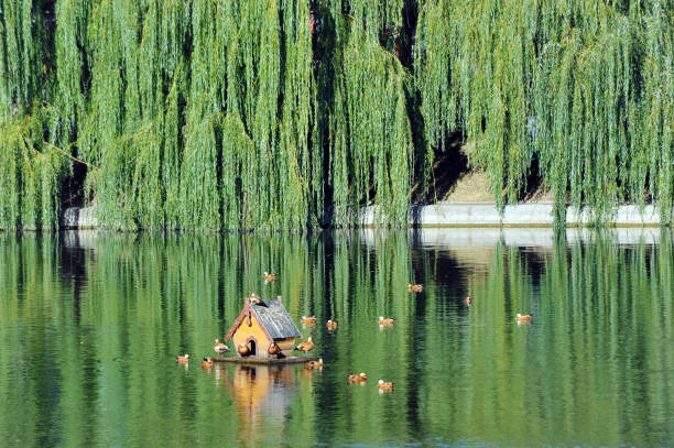red ogari ducks in a house for waterfowl in a park in Moscow