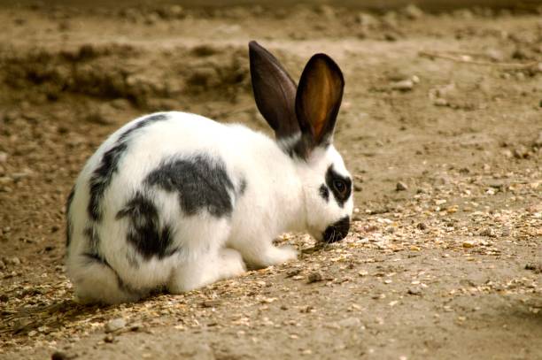 istock Black-and-White Dwarf Bunny Eating on a Farmyard 2195120342