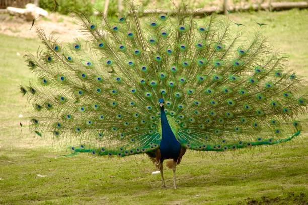 istock Peacock in Full Display with Majestic Tail Feathers 2195120344