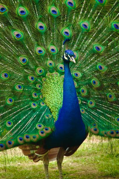 Beautiful Portrait of a Male Peacock Close-up.