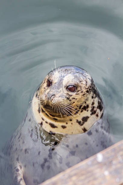 A close-up of a harbor seal in serene water, its head above the surface, displaying its charming and inquisitive expression. The seal's spotted coat adds to the natural ambiance of the scene.