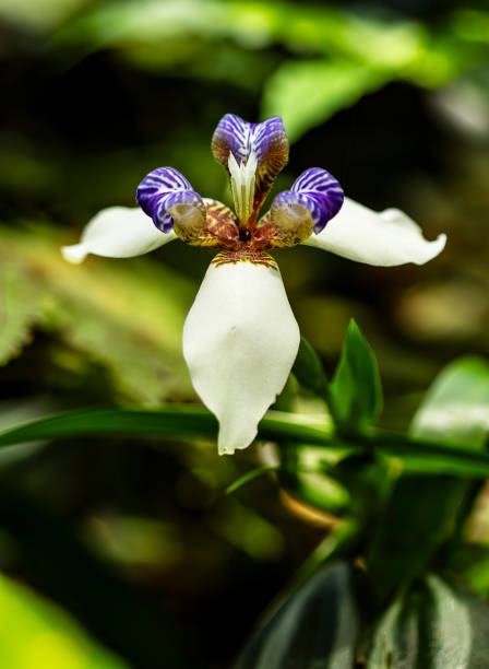 istock Close-Up of a Beautiful Walking Iris Flower in Bloom 2195121059