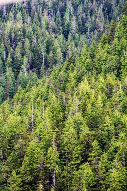 Lush Evergreen Forest Landscape Captured in Vibrant Greenery