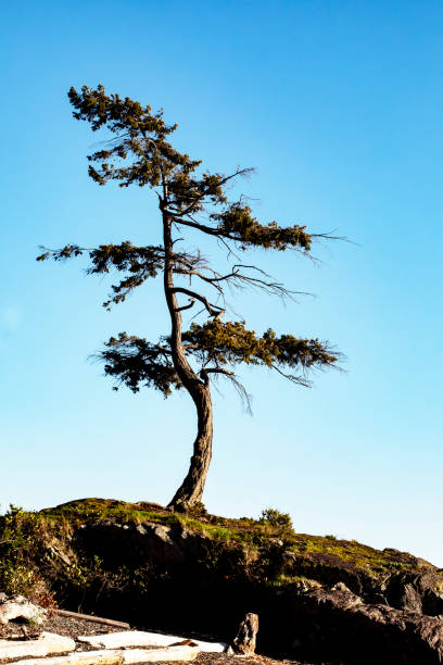 istock Windswept Tree Standing Tall Against a Blue Sky on Rocky Landscape 2195121313