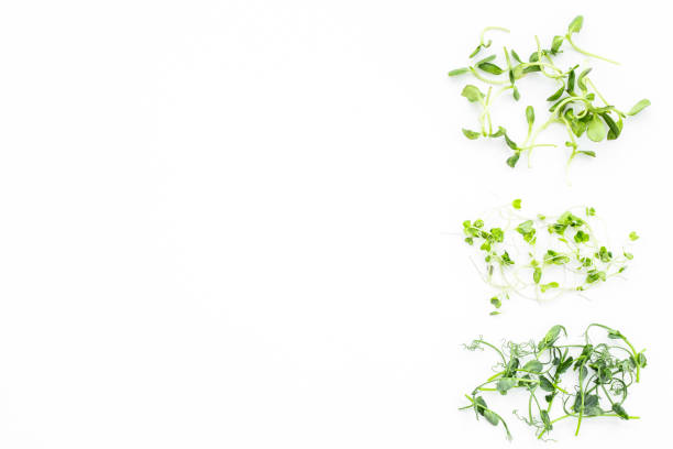 istock Fresh sprouting microgreens, top view. Sprouted peas seeds micro greens. Vegan food 2195121397