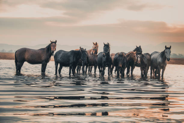 Herd of wild horses standing in a tranquil lake at sunset, enjoying the refreshing water while creating a serene and captivating scene filled with natural beauty