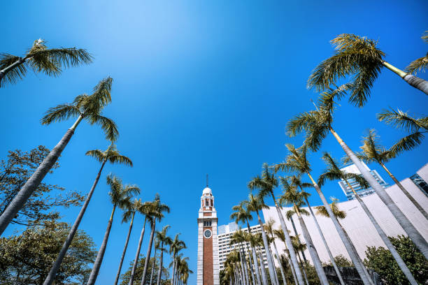 Iconic clock tower surrounded by tall palm trees under a pristine blue sky, showcasing a sunny day in an urban Hong Kong landscape. A picturesque combination of nature and architecture.