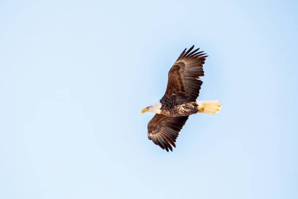 istock Adult bald eagle flies in the blue sky 2195122309