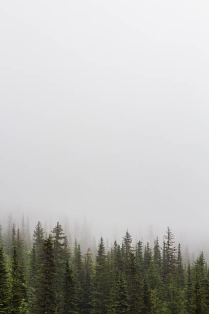 istock Mystical Pine Forest Shrouded in Thick Morning Fog 2195122346