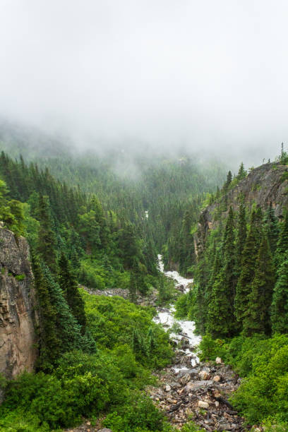 A breathtaking view of a mist-covered forest valley with a mountain stream flowing through lush greenery. The serene landscape evokes tranquility and natural beauty, perfect for nature and travel themes.