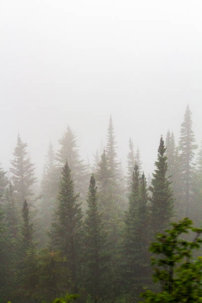 A tranquil scene of a misty pine forest with towering trees enveloped in fog, evoking a sense of mystery and serenity. Perfect for nature, calmness, and wilderness themes.