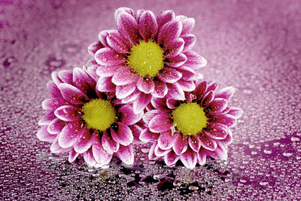 Flowers in the garden