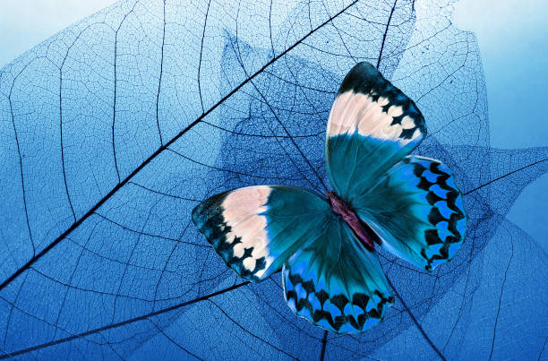 istock natural blue background. blue tropical morpho butterfly on blue skeletonized leaves. close up 2195124536