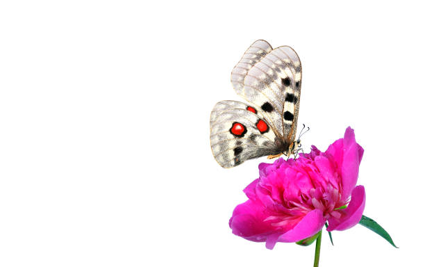 istock bright apollo butterfly on pink peony flower in dew drops isolated on white. copy space 2195124537