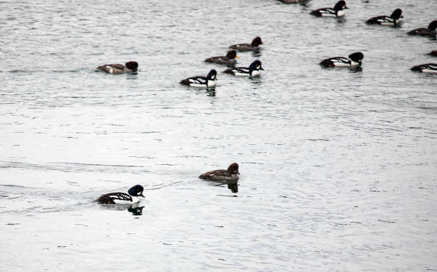 istock Barrow's Goldeneye Ducks Swimming Together in a Serene Natural Setting 2195124795