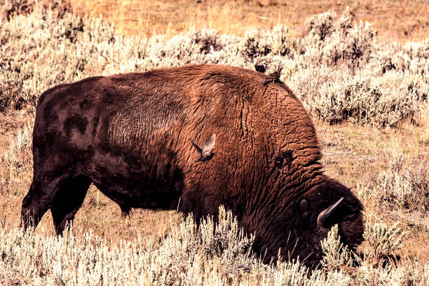 A majestic American bison grazing in a grassy field with small birds perched on its back, depicting harmony between wildlife in Yellowstone National Park.