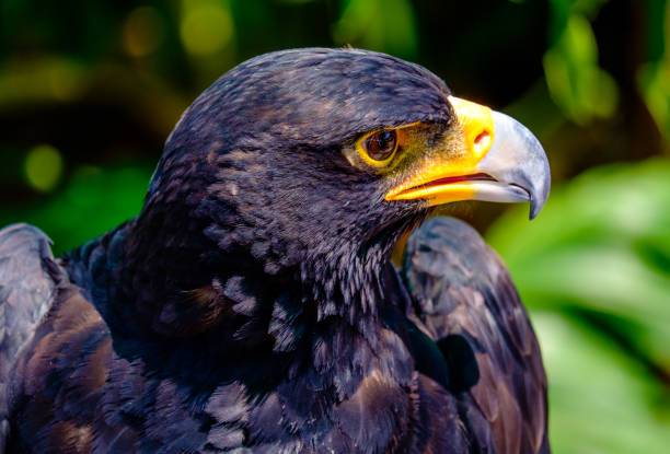 istock Portrait Bird of Prey 2195125479