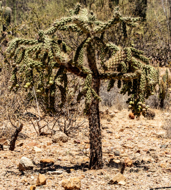istock Chain-Fruit Cholla Cactus in Sunny Desert Landscape at Saguaro National Park 2195125521