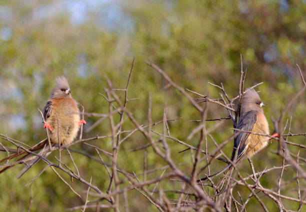 istock two extremely relaxed birds in the bush 2195125536