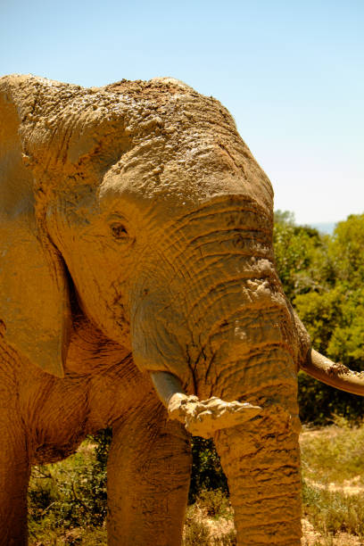 close-up of a muddy elephant's head