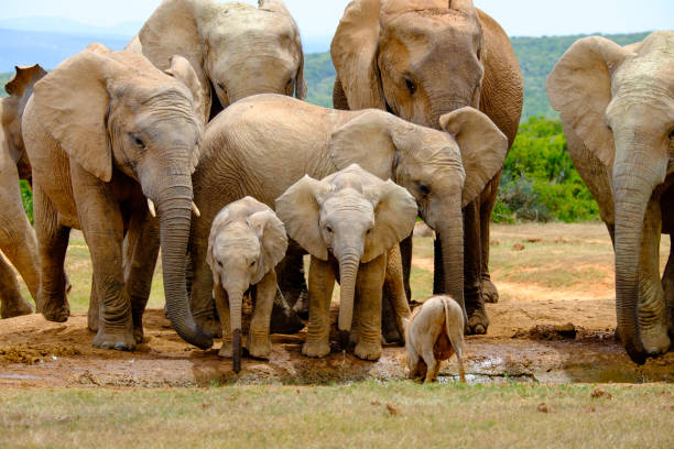 A group of three African elephants stands closely together on a dirt path in the South African wilderness, exhibiting herd cohesion and peaceful presence.
