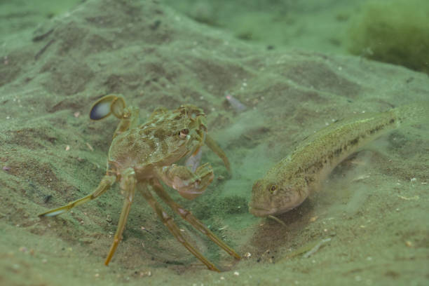 Harbour crab and black goby digging in sand off the Welsh coast
