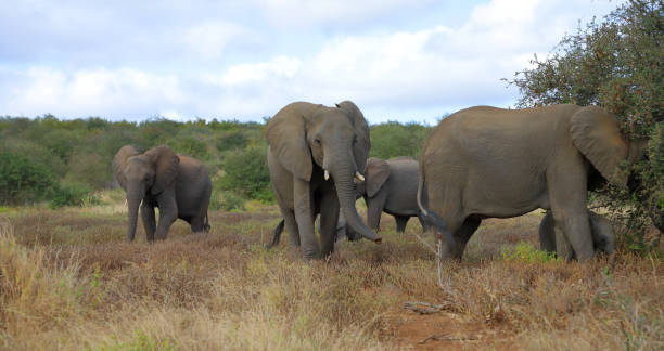 istock Afrikanischer Elefant / African elephant / Loxodonta africana 2195129208