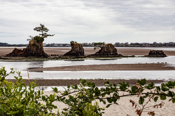 Picturesque rock formations and thriving trees by the tranquil water on D River Beach Wayside in Lincoln City, Oregon. Captures the beauty of a calm coastal landscape with serene, natural accents.