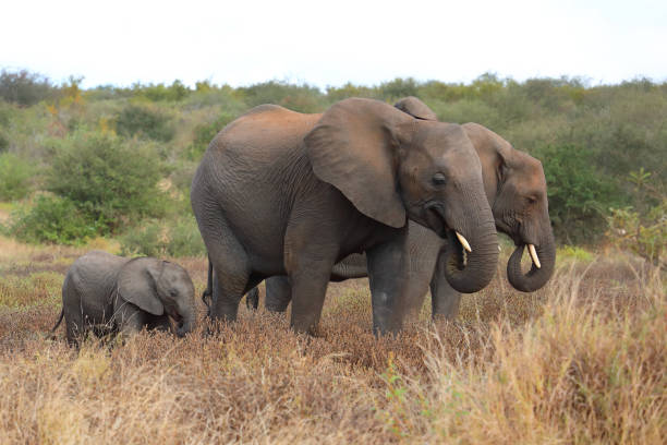 istock Afrikanischer Elefant / African elephant / Loxodonta africana 2195129530