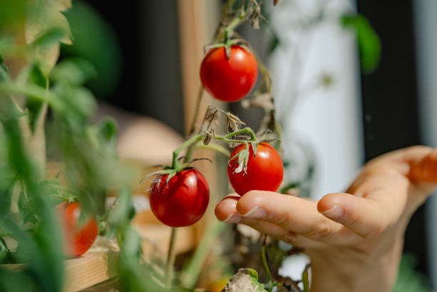 istock Farmer holding cherry tomato from urban garden 2195130544